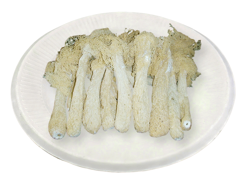 Bamboo fungus