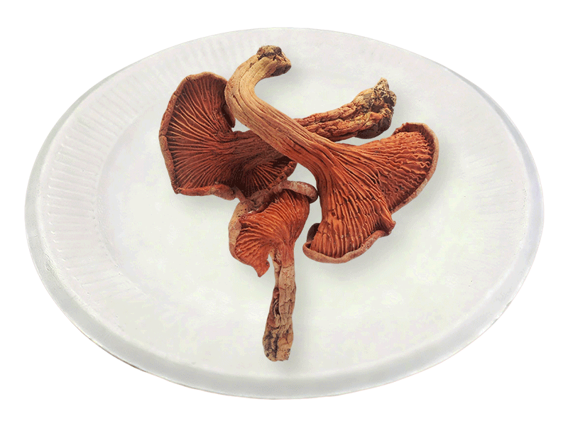 Yellow-silk fungus