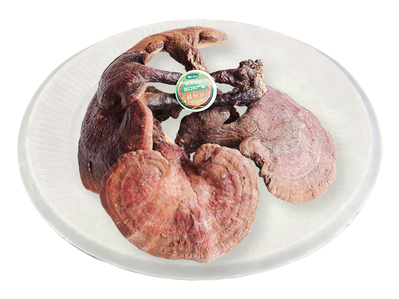 Ganoderma lucidum (artificially cultivated）