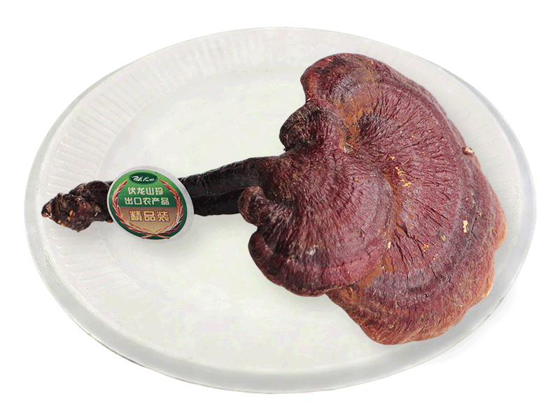 Ganoderma lucidum (wild)